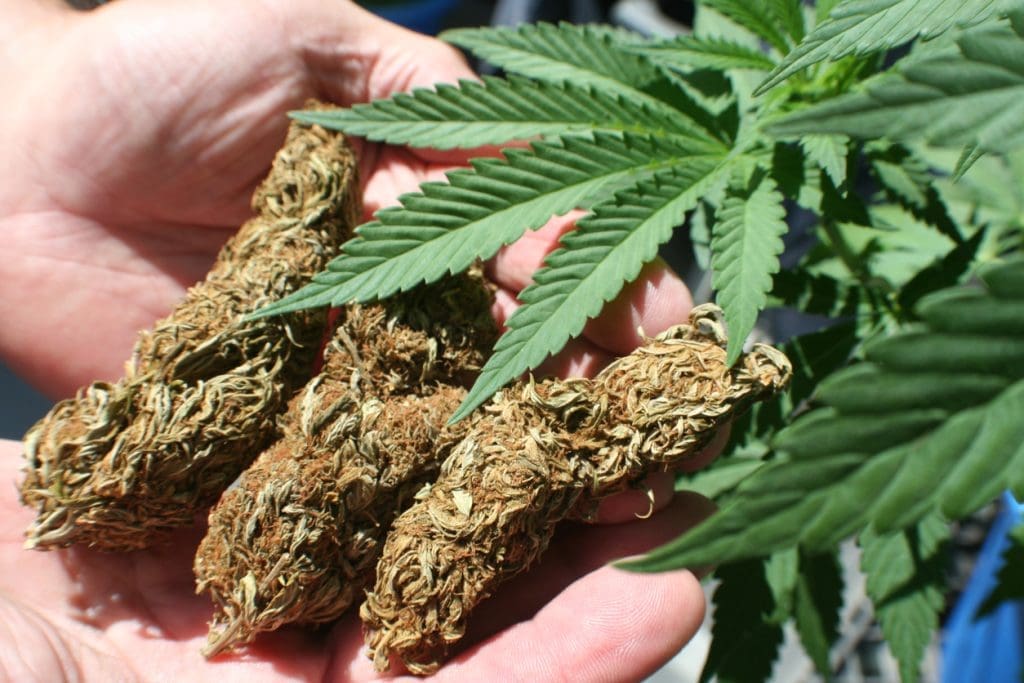Medicinal Marijuana With Huge Buds In Palm Of Hands High Quality