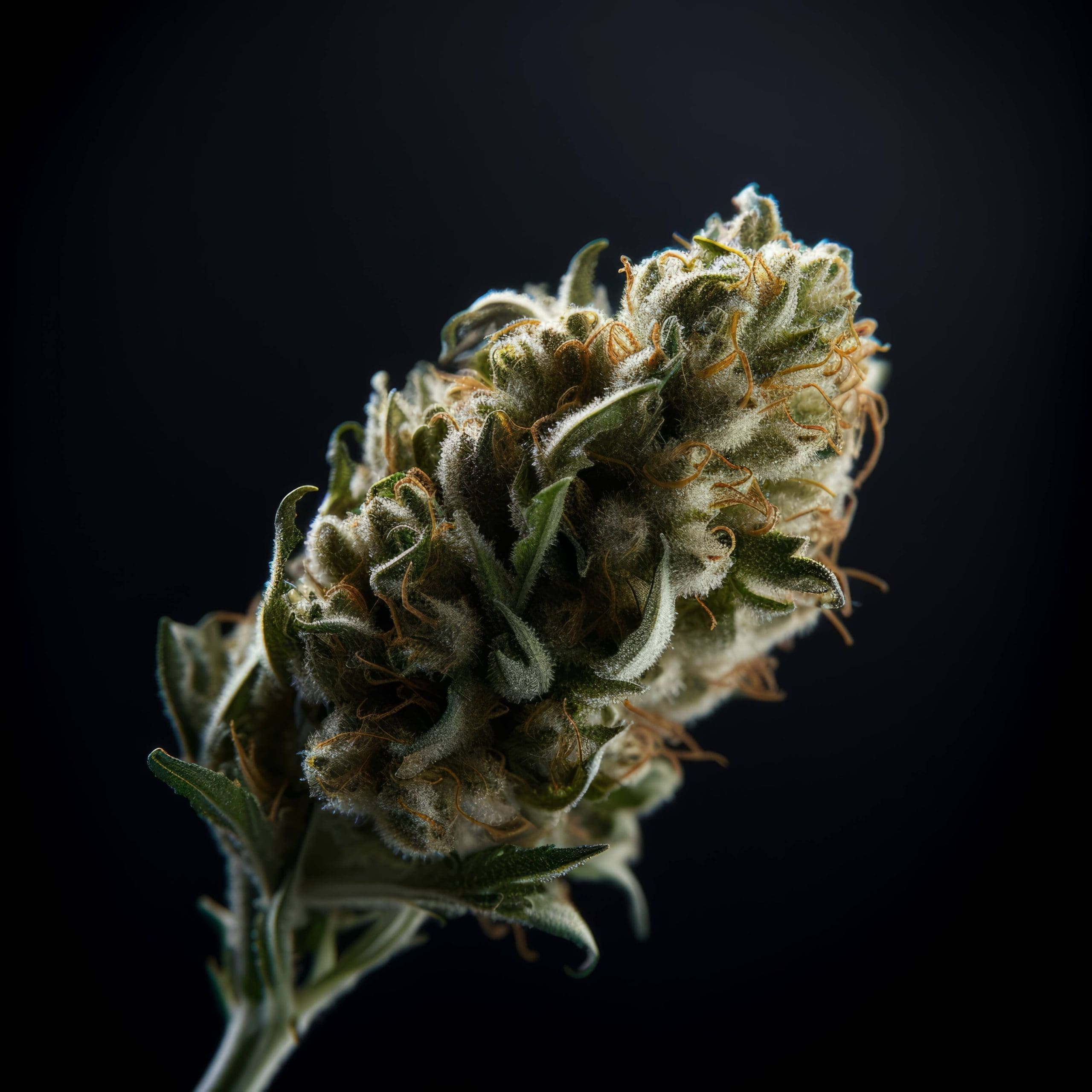 Cannabis Bud Dark Background