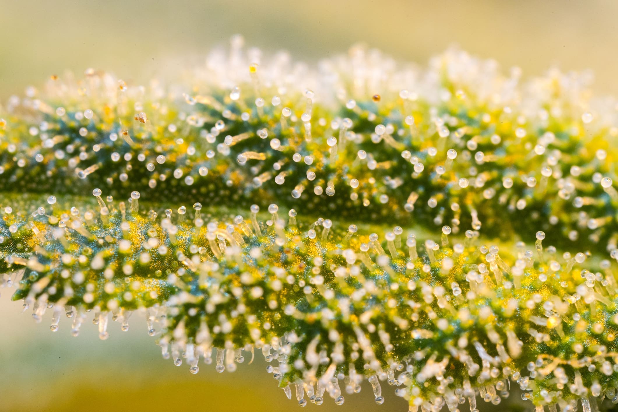 Close Up Of Cannabis Flower