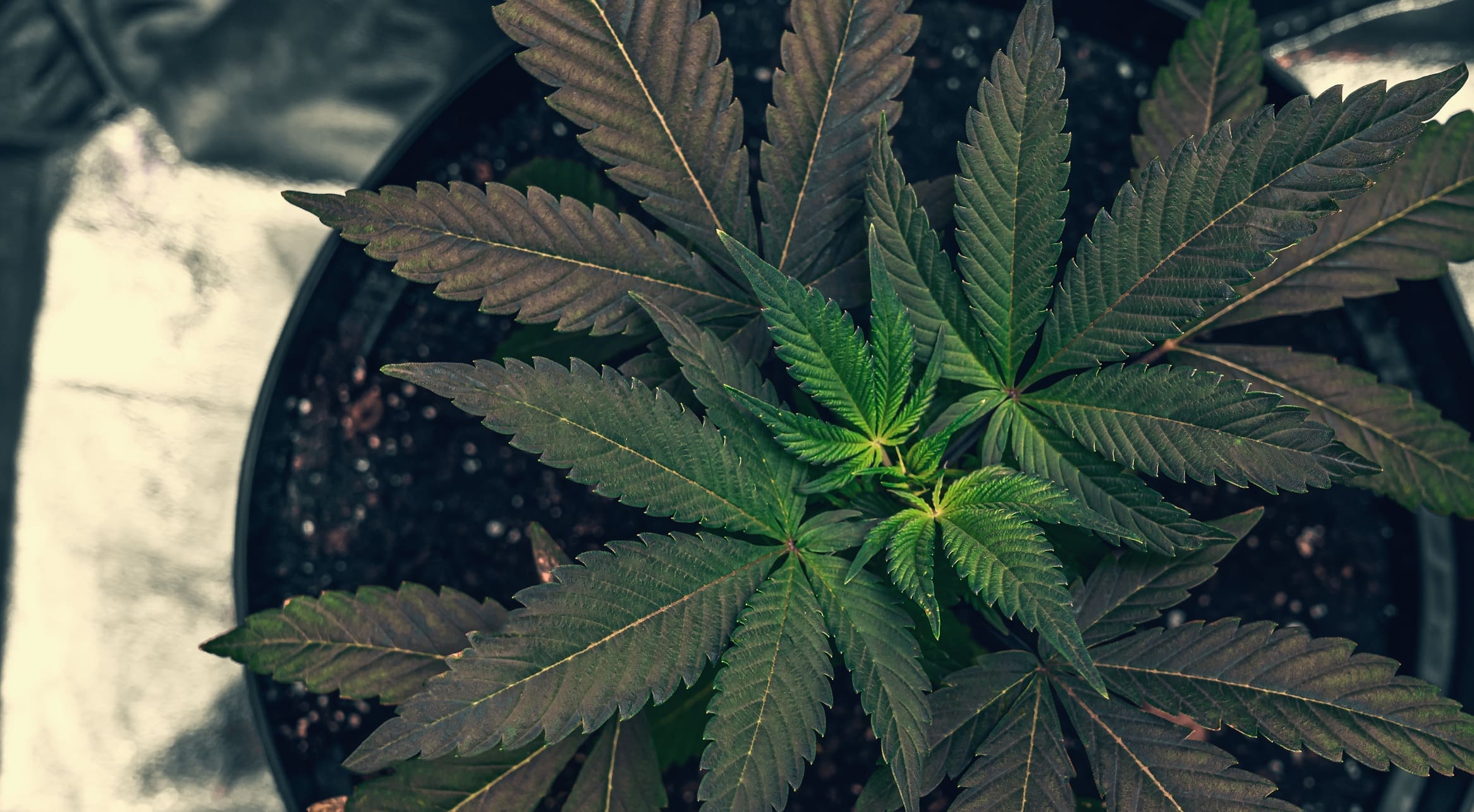 Hemp Leaves Close Up Cannabis Plant Growing Macro Photo