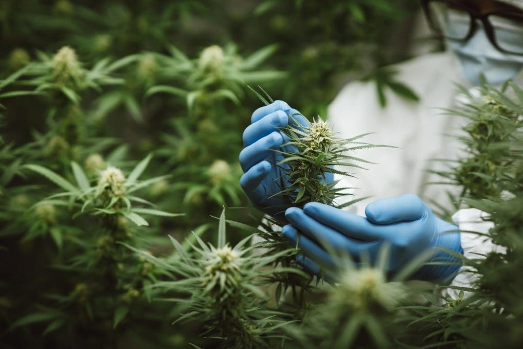 Researchers Use Hand To Hold Or Examine Cannabis Plants In The Greenhouse For Medical Research