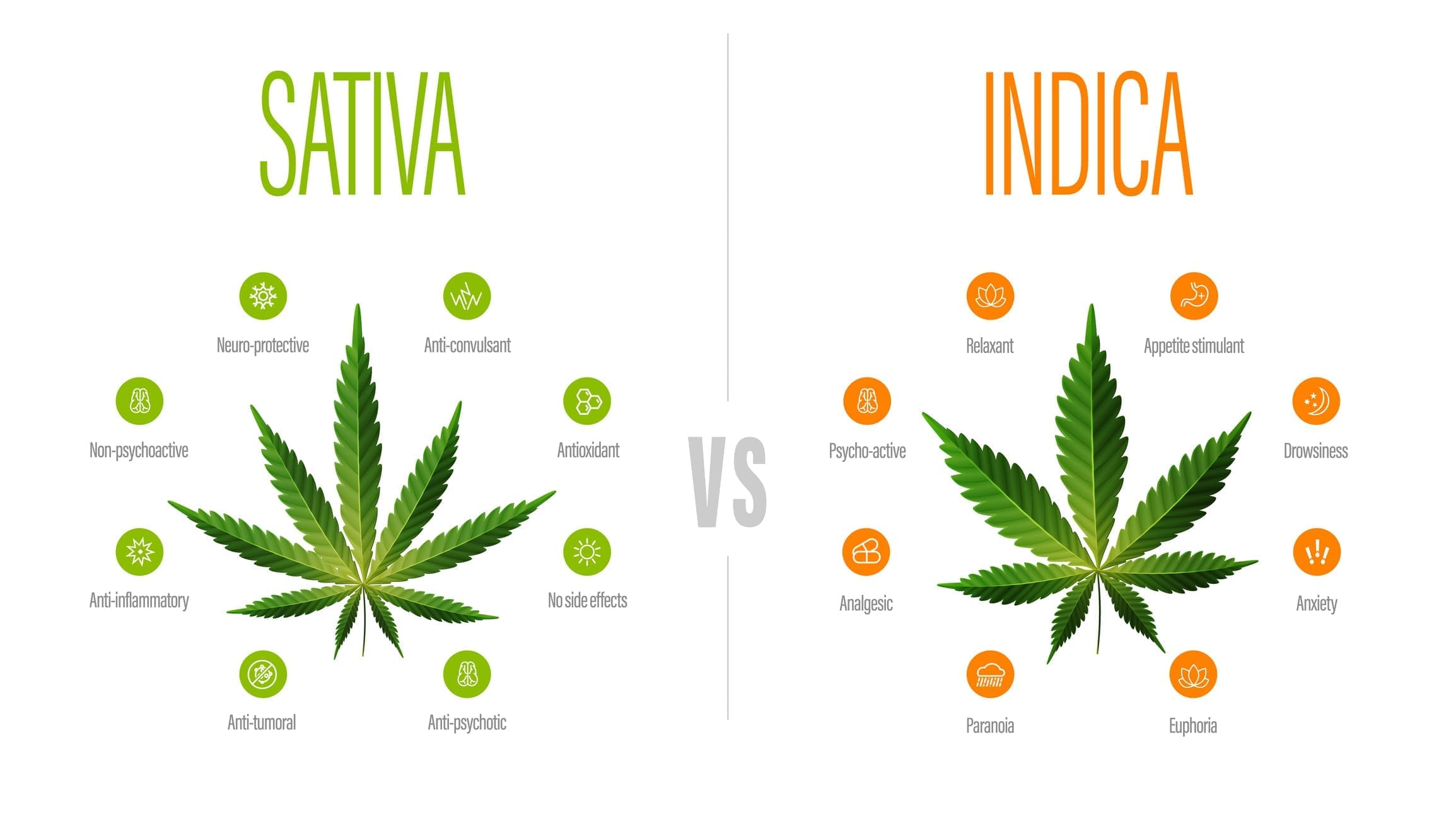 Sativa Vs Indica White Information Poster With Difference Of Indica And Sativa
