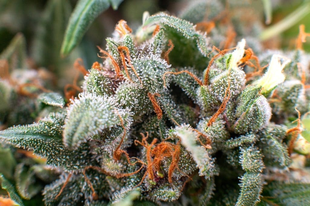 Cannabis Crystals Trichomes Thc Marijuana Plant Medical