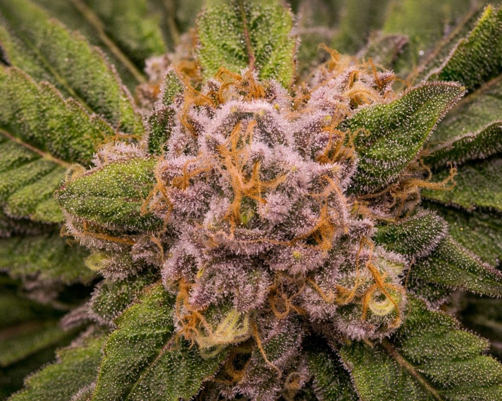 Top View Of Ripe Cannabis Flower