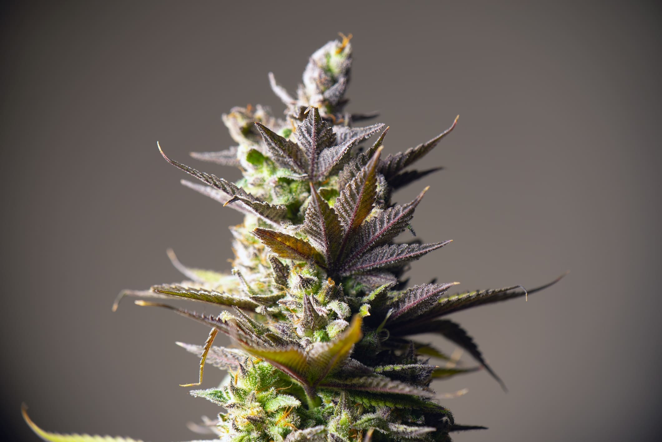Detail Of Cannabis Flower With Visible Trichomes