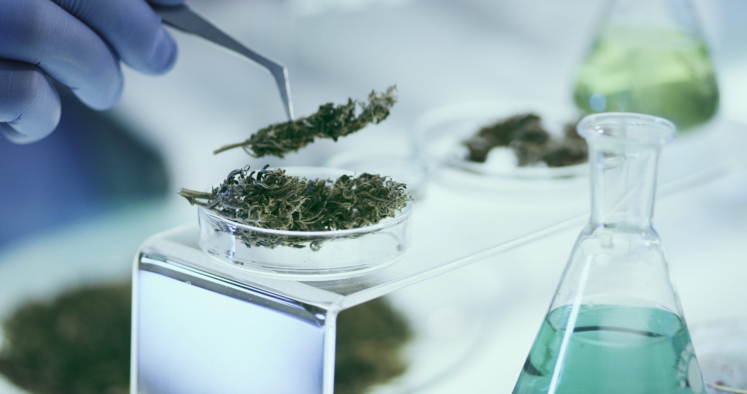 Testing Medical Marijuana In Laboratory Close Up