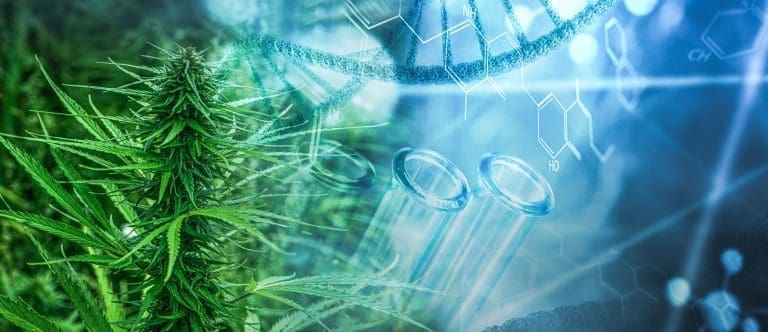 Cannabis Medicine Research