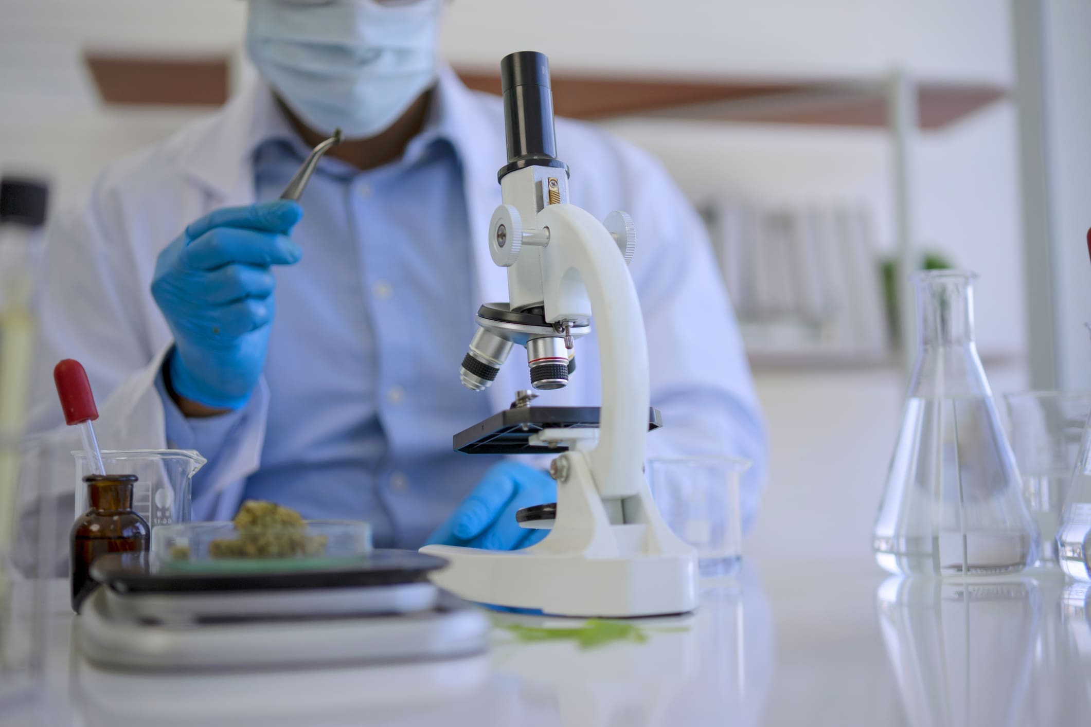 Scientist Is Working With Cannabis At Laboratory